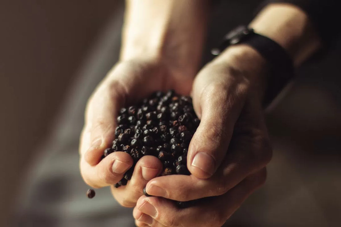 A handful of juniper berries